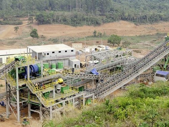 Uma planta colossal em Serra Pelada