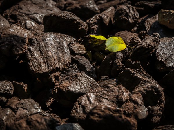 duas folhas em uma superfície pedregosa