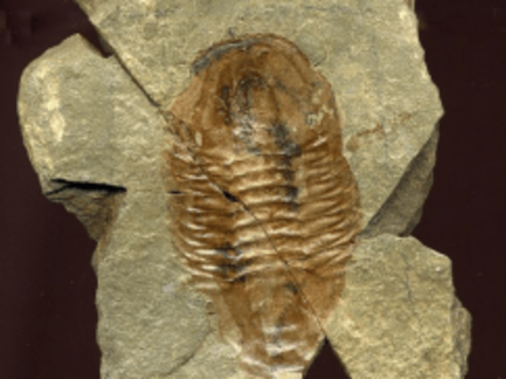 Fósseis de trilobitas do Grand Canyon, artrópodes do Paleozoico. (Fonte: National Park Service).