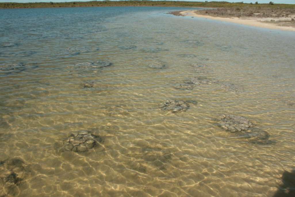 Stromatolites forming in Lake Thetis Estromatólitos em formação no Lake Thetis, localizado em Cervantes, Austrália Ocidental