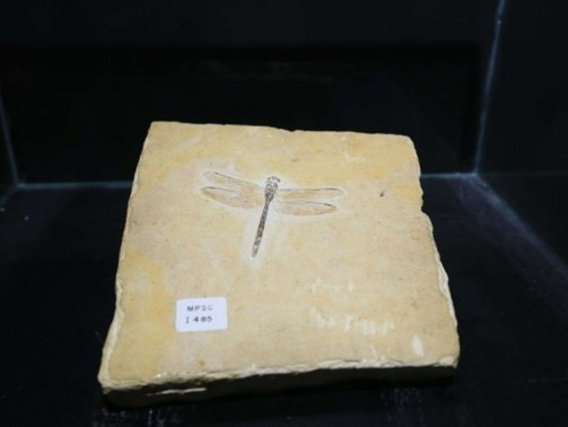 Peça em exposição no Parque Geológico Araripe