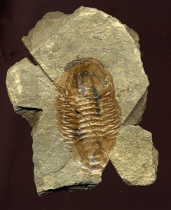 Fossils of trilobites from the Grand Canyon, Paleozoic arthropods. (Source: National Park Service). Fossils of trilobites from the Grand Canyon, Paleozoic arthropods. (Source: National Park Service).
